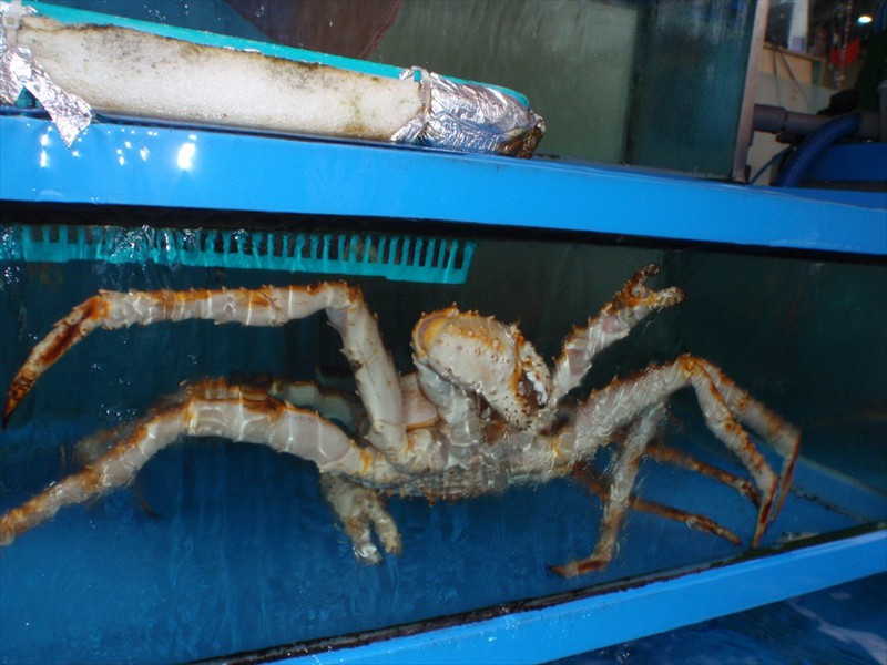 A king crab at a fish market, South Korea