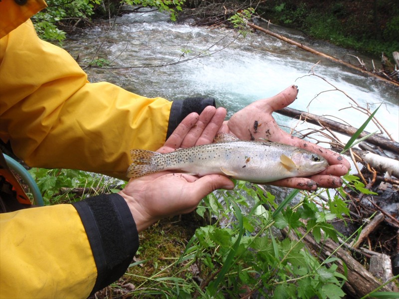 A westslope cutthroat trout angled near Node 5, Montana