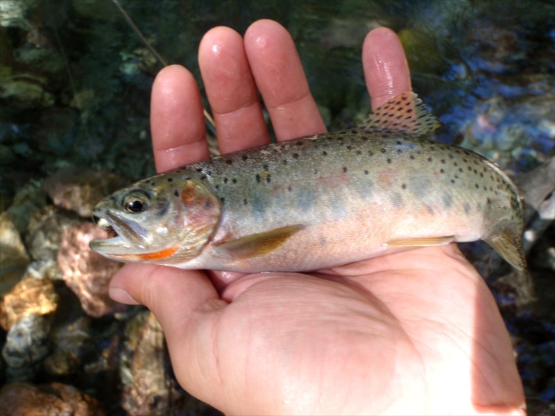 A westslope cutthroat trout angled near Node 4 in Montana