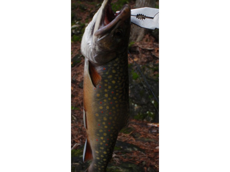 Brook trout from Rocky Saugeen River, Ontario