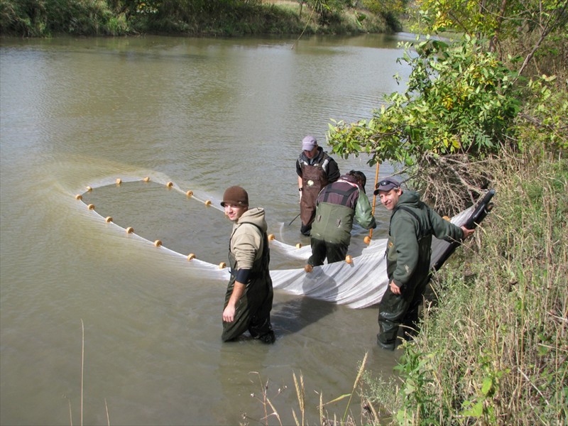 Seining for fish in the Welland River, Ontario