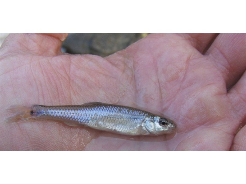 A sand shiner from the Welland River, Ontario