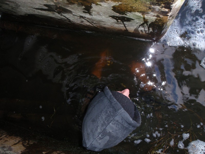 Inside the Mannheim Weir Fishway during November (water temperature 5 deg C), Kitchener, Ontario
