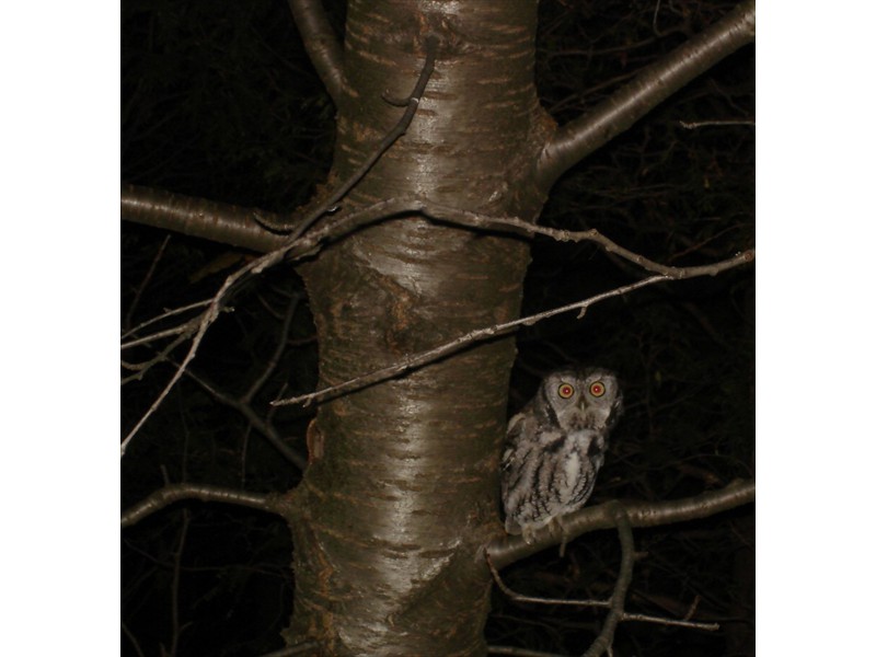 Screech owl at night in November, Kitchener, Ontario