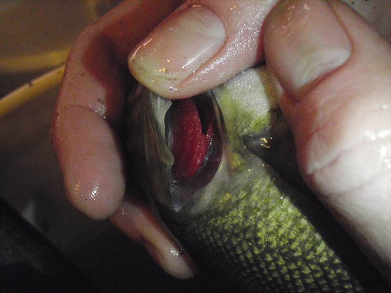 A smallmouth bass, inoculated with wavy-rayed lampmussel glochidia