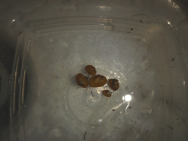 Juvenile wavy-rayed lampmussels at the hatchery, Kitchener, Ontario