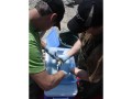 Surgical implantation of radio transmitter into a smallmouth bass, Thames River, London, Ontario