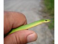 An Eastern Smooth Green Snake