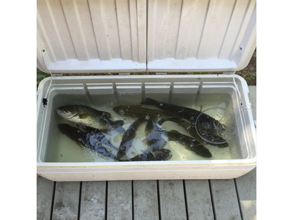 Floy-tagged and radio-tagged Largemouth Bass prior to release