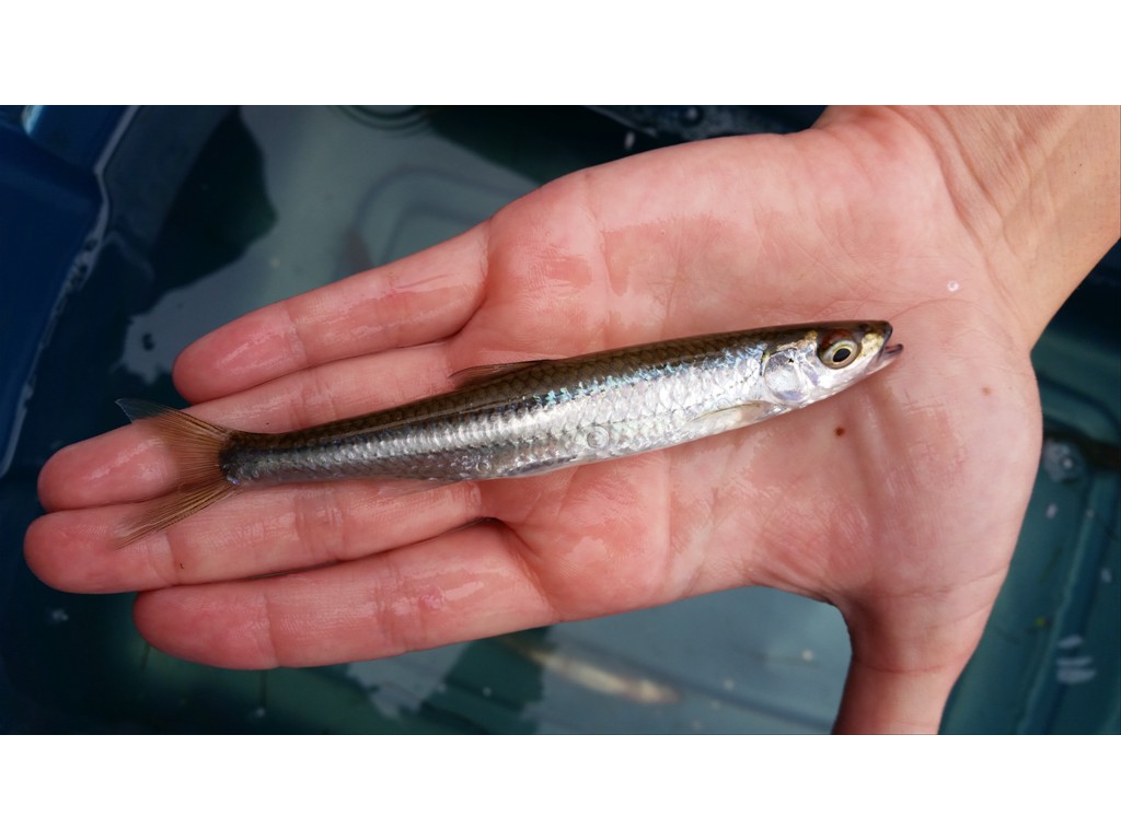 Record length Silver Shiner captured in the Grand River