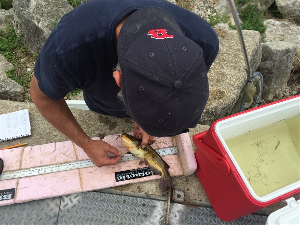 Tagging Brown Bullhead to assess passage time through fishway
