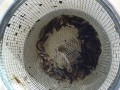 Brook Stickleback and Fathead Minnows caught in a minnow trap in Manitoba