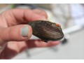 Endangered Rainbow Mussel coded with RFID tag