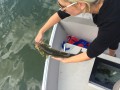 Release of implanted Largemouth Bass, Lake Eugenia