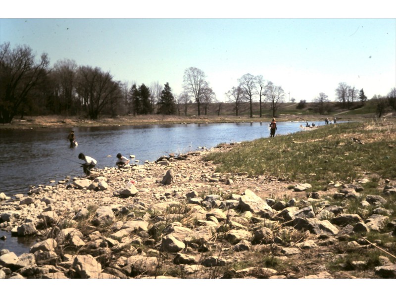 Translocating radio-tagged fish with anglers nearby, Grand River, Kitchener, Ontario