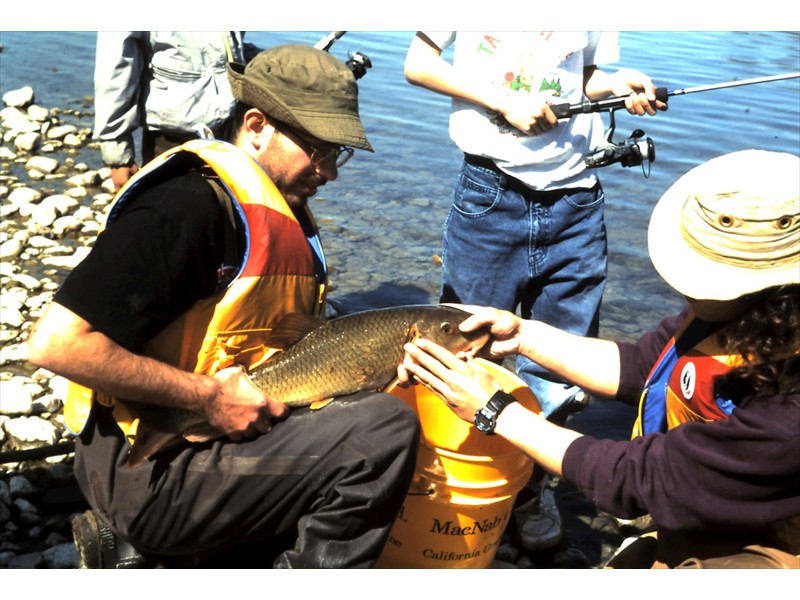 Inspecting a greater redhorse, Grand River, Kitchener, Ontario