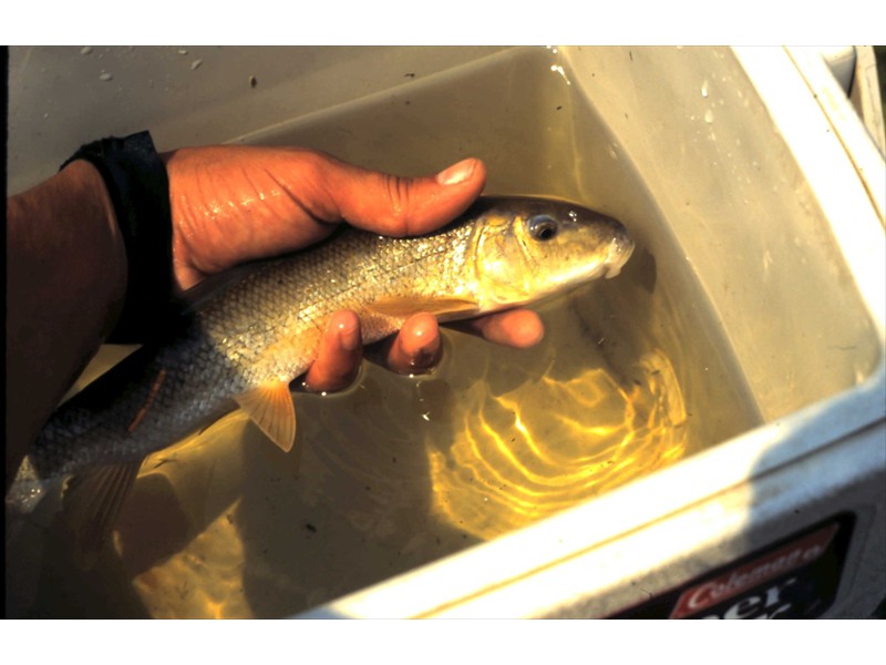 Recaptured white sucker from the Grand River, Kitchener, Ontario