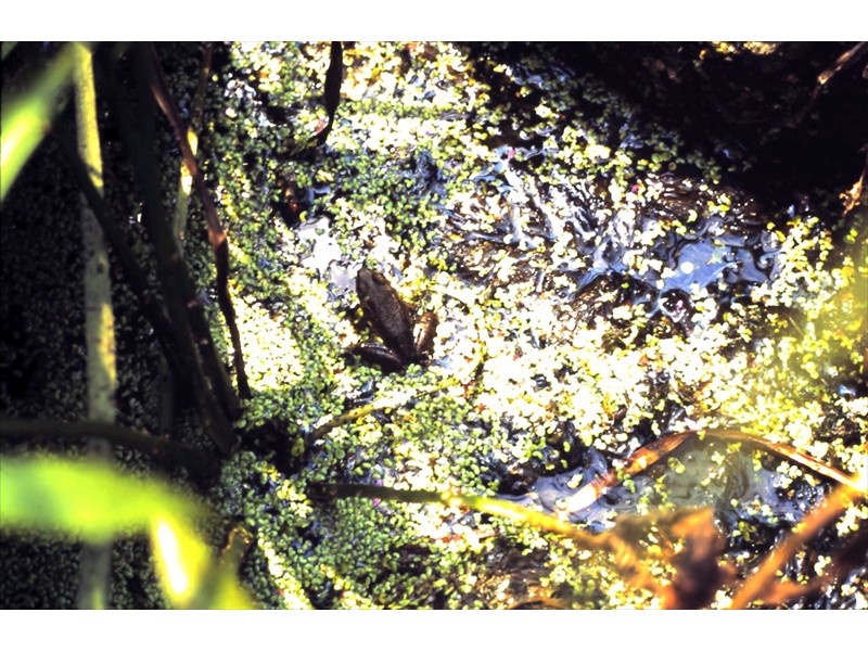 A frog, Grand River, Kitchener, Ontario