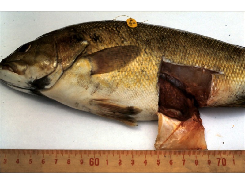Smallmouth bass with an encapsulated radio transmitter, Grand River, Kitchener, Ontario