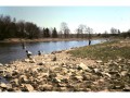 Translocating radio-tagged fish with anglers nearby, Grand River, Kitchener, Ontario