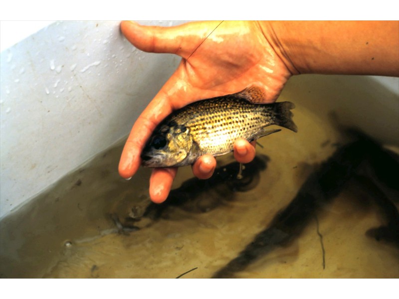 Rock Bass, Grand River, Kitchener, Ontario