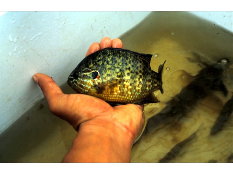 Possible pumpkinseed bluegill hybrid, Grand River, Kitchener, Ontario