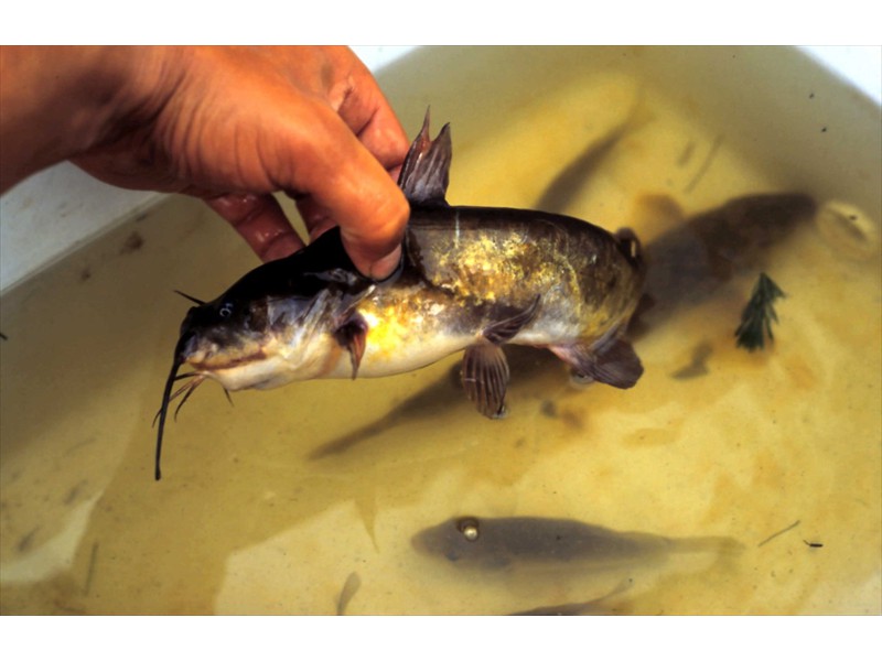 Brown bullhead, Grand River, Kitchener, Ontario 