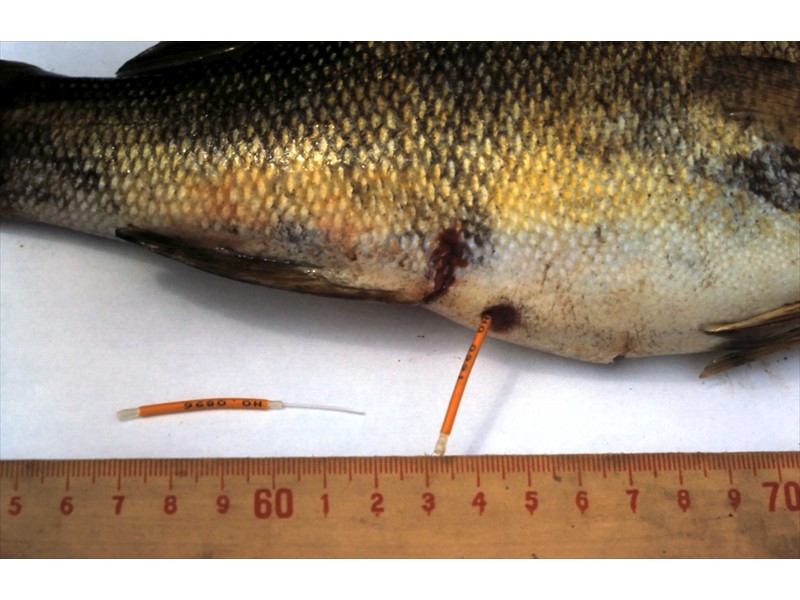 Smallmouth bass being tested for sex, Grand River, Kitchener Ontario