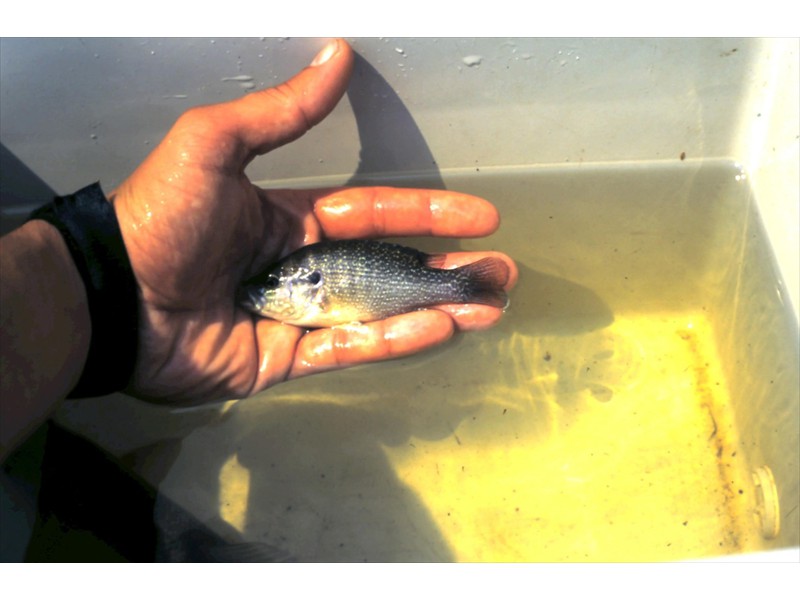 Green sunfish, Grand River, Kitchener, Ontario