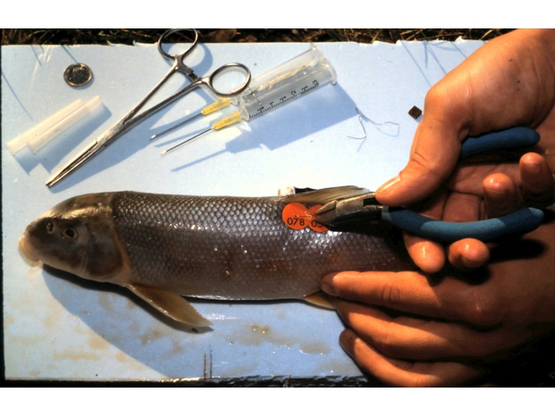 A white sucker with an external radio tag being attached in Pickering, Ontario 