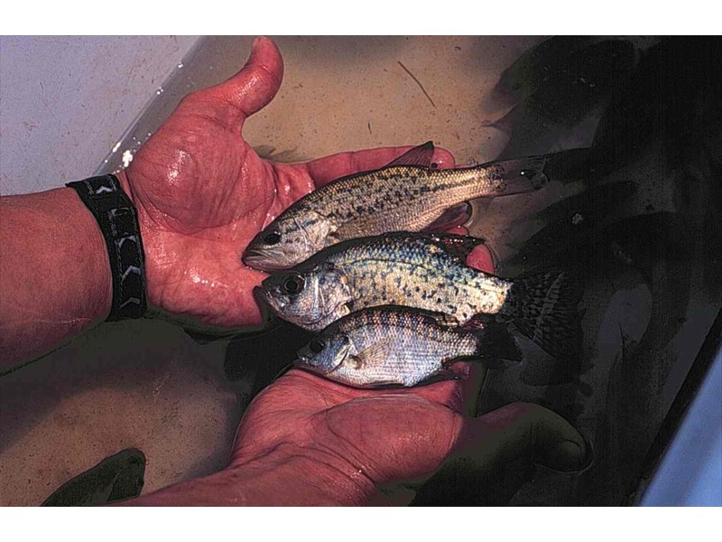 A largemouth bass (top) black crappie (middle) and a bluegill sunfish (bottom) in the Grand River, Ontario