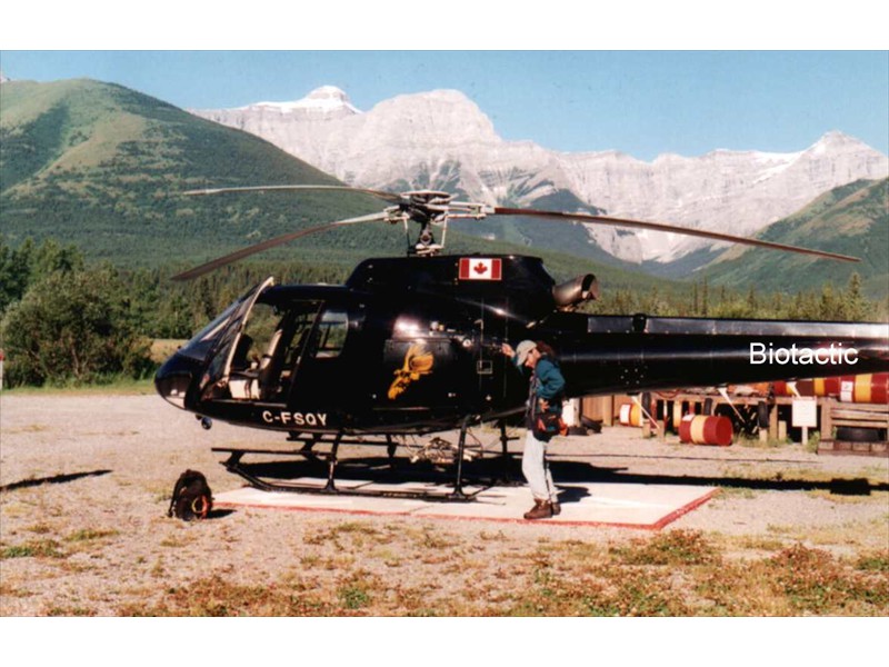 Preparing to track brook trout and brown trout by helicopter in the Alberta Rockies