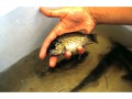 Rock Bass, Grand River, Kitchener, Ontario