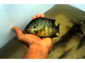 Possible pumpkinseed bluegill hybrid, Grand River, Kitchener, Ontario