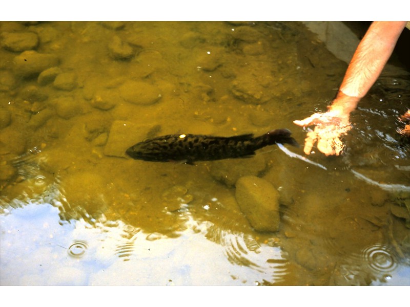 Smallmouth bass with internal radio tag released into the Grand River, Conestogo, Ontario