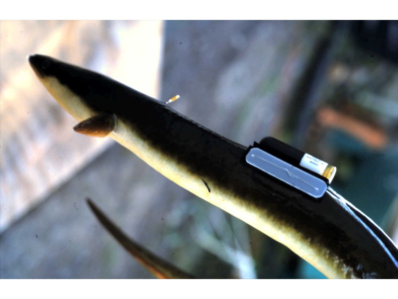  American Eel with external sonic tag, St. Lawrence River, Ontario