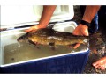 A blue sucker, captured for a pilot study in the Lower Colorado River, Texas