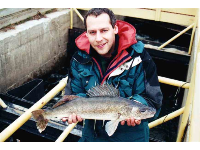 A large walleye at the DOW Chemical Dam, Tittabawassee River, Midland, Michigan