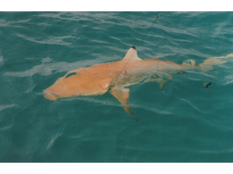 A blacktip reef shark, Great Barrier Reef, Australia