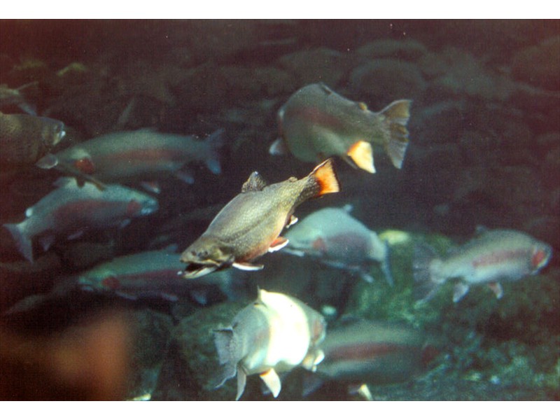 A brook trout at a fishway in North Island, New Zealand