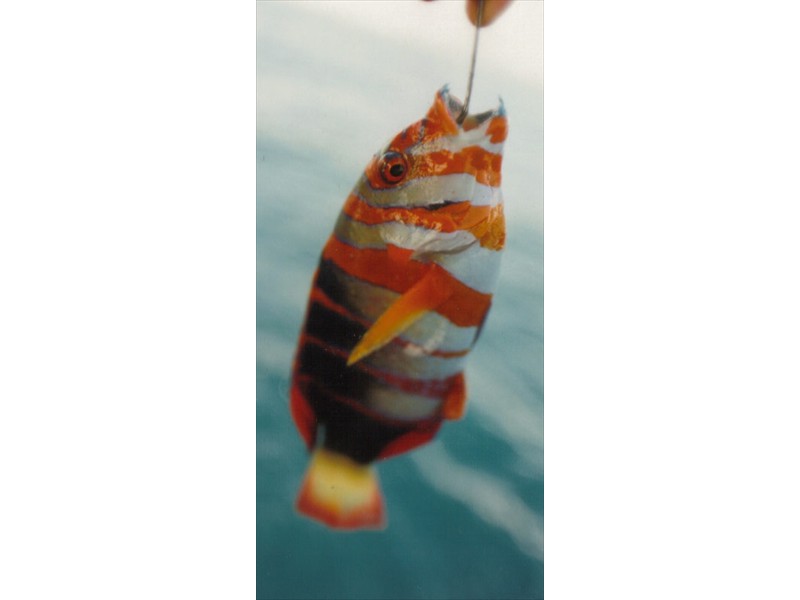 A harlequin tuskfish from The Great Barrier Reef, Australia