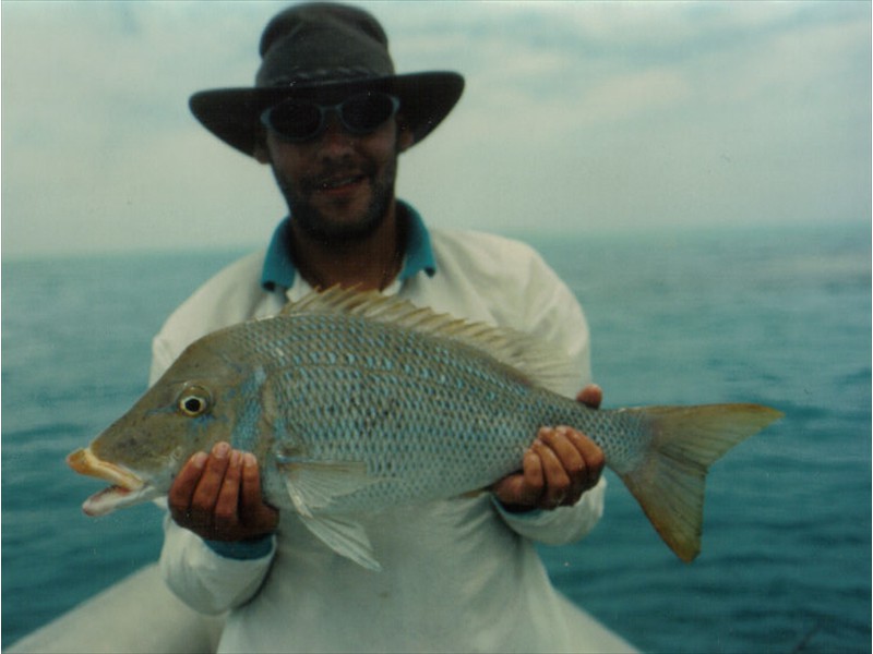 A spangled emperor from The Great Barrier Reef, Australia