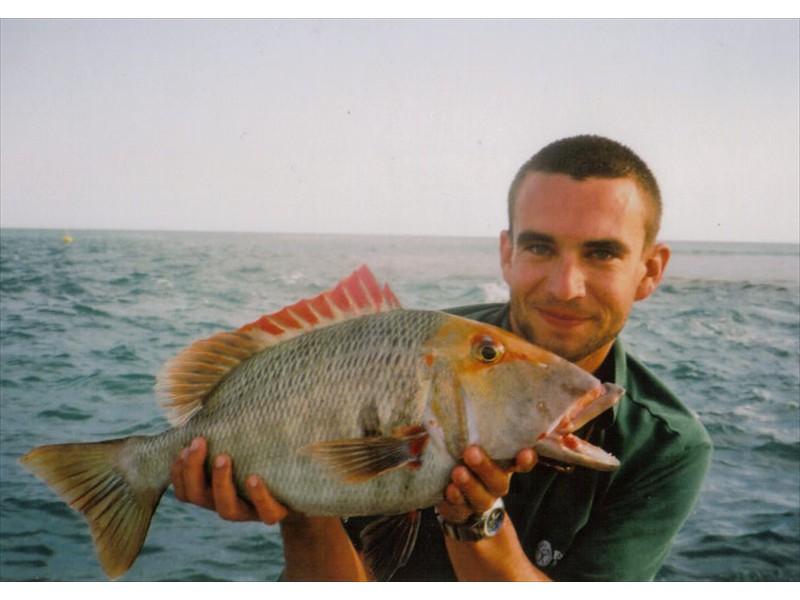 A sweetlip emperor from The Great Barrier Reef, Australia