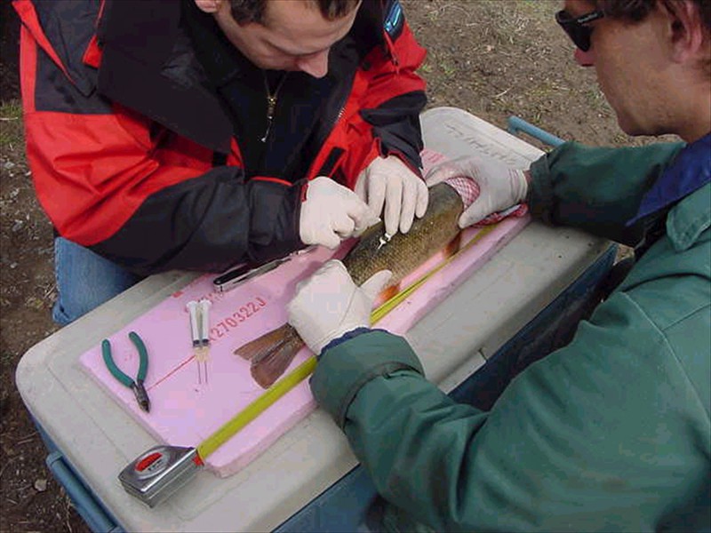 Attaching an external radio tag on a white sucker, Welland, Ontario