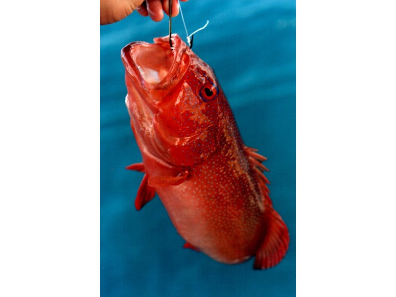 Coral trout from the Great Barrier Reef, Australia (1)