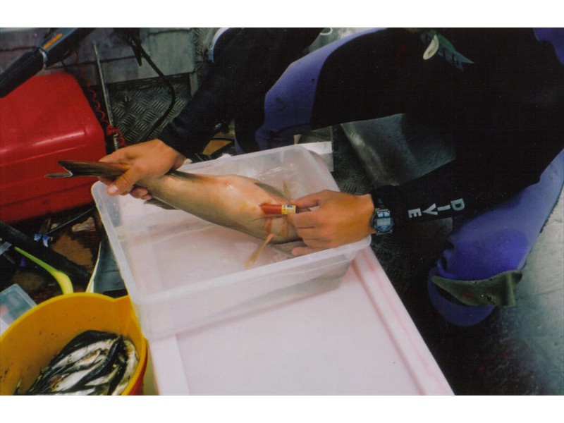 Inserting a tag into a Coral Trout at One Tree Island, The Great Barrier Reef, Australia