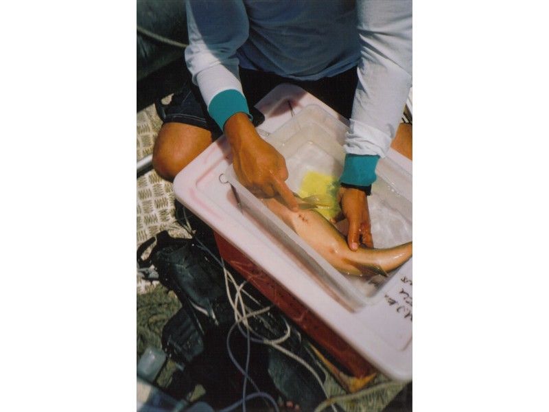 Surgery on a coral trout from The Great Barrier Reef, Australia