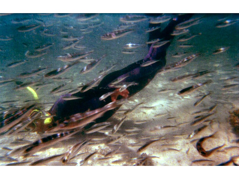 Diving with atherinids at One Tree Island, The Great Barrier Reef, Australia