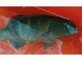 A peacock cod from The Great Barrier Reef, Australia