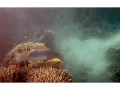 Coral trout from One Tree Island, The Great Barrier Reef, Australia (1)